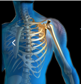 Shoulder Joint Replacement